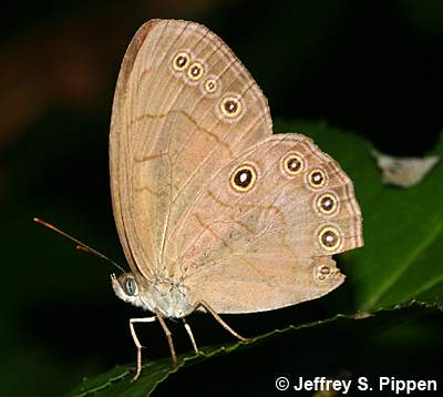Appalachian Brown (Lethe appalachia)