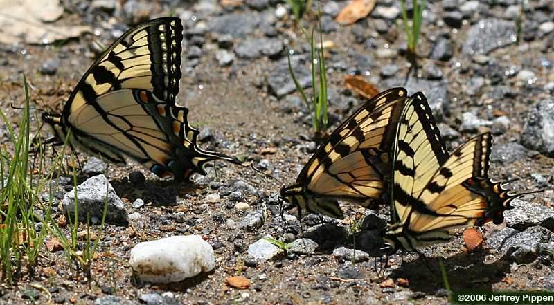 Appalachian and Eastern Tiger Swallowtails