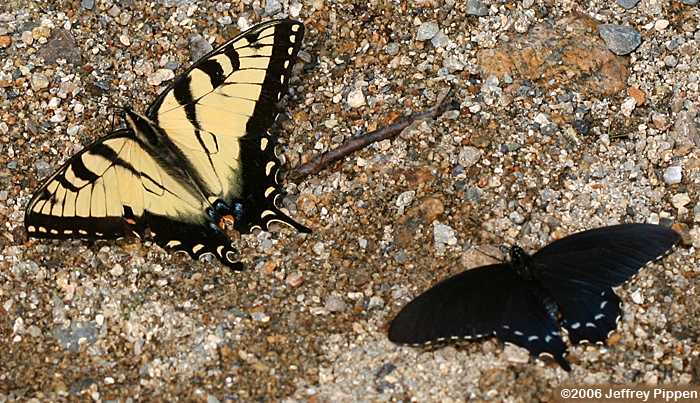 Appalachian Tiger Swallowtail (Papilio appalachiensis)