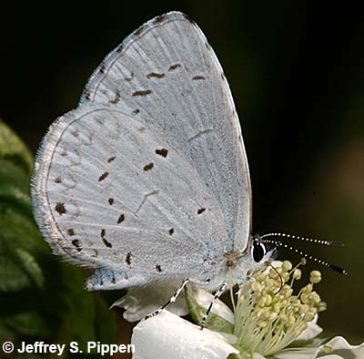 Appalachian Azure (Celastrina neglectamajor)