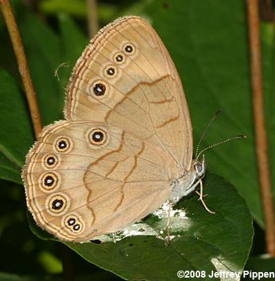 Appalachian Brown (Lethe appalachia)