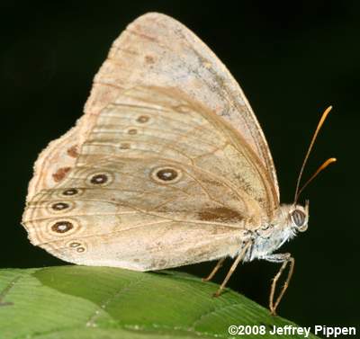 Appalachian Brown (Lethe appalachia leeuwi)