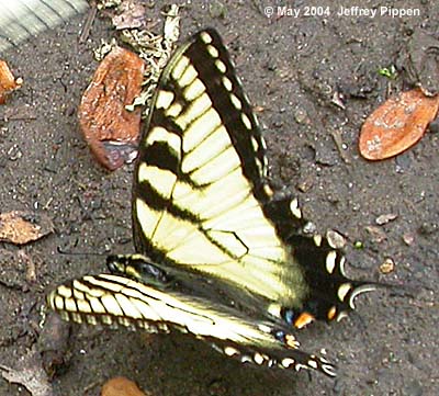 Appalachian Tiger Swallowtail (Papilio appalachiensis)