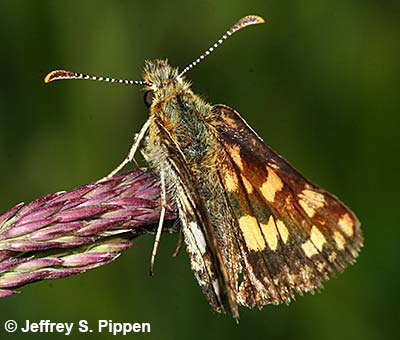 Arctic Skipper (Carterocephalus palaemon)