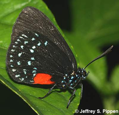 Atala (Eumaeus atala)