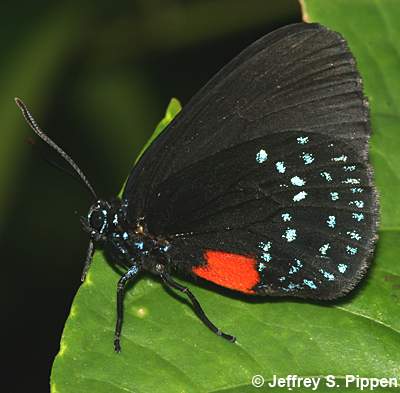Atala (Eumaeus atala)