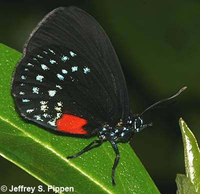 Atala (Eumaeus atala)