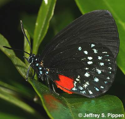 Atala (Eumaeus atala)