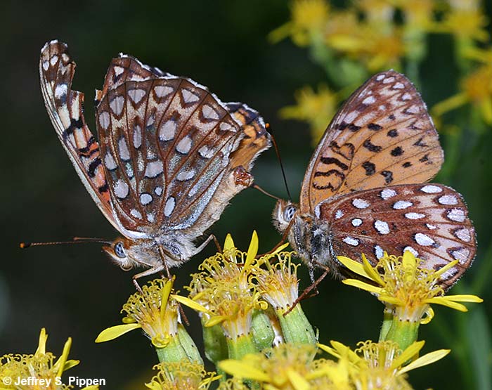 Northwestern Fritillary (Argynnis hesperis)