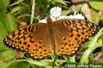 Atlantis Fritillary (Argynnis atlantis atlantis)