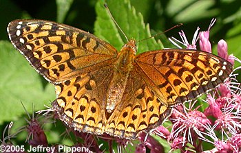 Atlantis Fritillary (Argynnis atlantis atlantis)