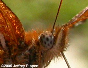 Atlantis Fritillary (Argynnis atlantis atlantis)