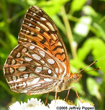 Atlantis Fritillary (Argynnis atlantis atlantis)