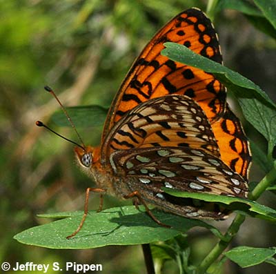 Northwestern Fritillary (Argynnis hesperis)