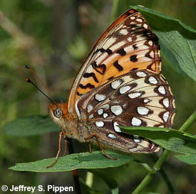 Northwestern Fritillary (Argynnis hesperis)