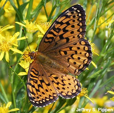 Atlantis Fritillary (Argynnis atlantis)