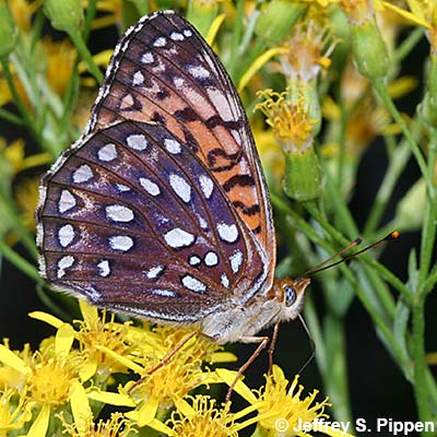 Atlantis Fritillary (Argynnis atlantis)