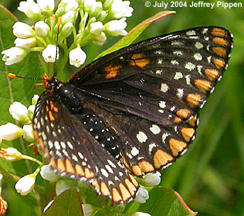 Baltimore Checkerspot (Euphydryas phaeton)