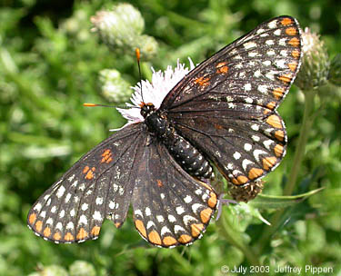 Baltimore Checkerspot