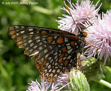 Baltimore Checkerspot