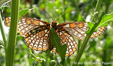 Baltimore Checkerspot