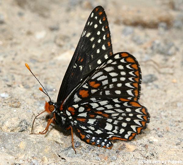 Baltimore Checkerspot (Euphydryas phaeton)