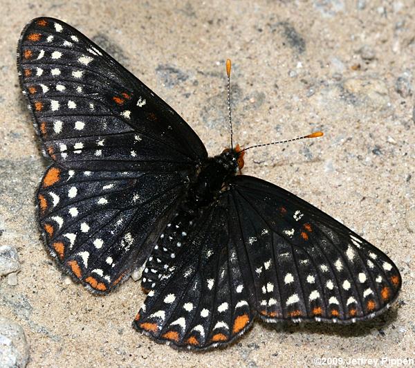 Baltimore Checkerspot (Euphydryas phaeton)