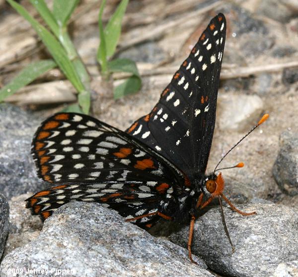 Baltimore Checkerspot (Euphydryas phaeton)