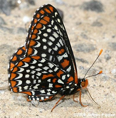 Baltimore Checkerspot (Euphydryas phaeton)