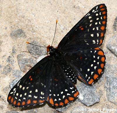 Baltimore Checkerspot (Euphydryas phaeton)