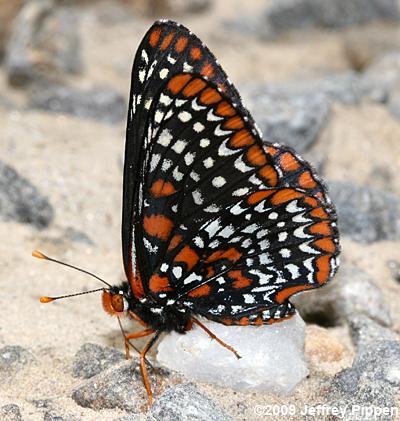 Baltimore Checkerspot (Euphydryas phaeton)