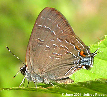 Banded Hairstreak (Satyrium calanus)