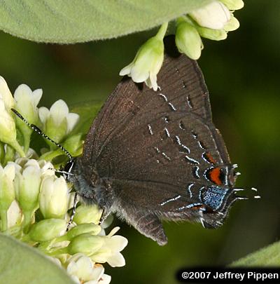Banded Hairstreak (Satyrium calanus)