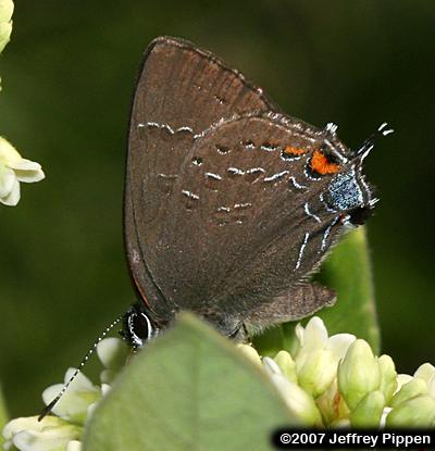 Banded Hairstreak (Satyrium calanus)
