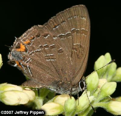 Banded Hairstreak (Satyrium calanus)
