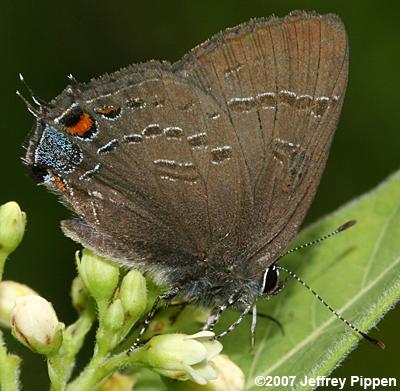 Banded Hairstreak (Satyrium calanus)