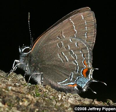 Banded Hairstreak (Satyrium calanus)