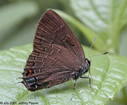 Banded Hairstreak