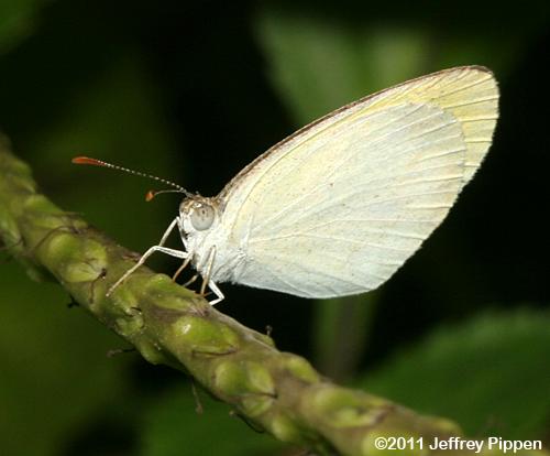 Banded Yellow (Eurema elathea)