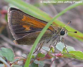Baracoa Skipper (Polites baracoa)