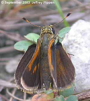 Baracoa Skipper (Polites baracoa)