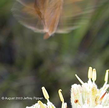 Berry's Skipper (Euphyes berryi)