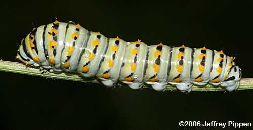 Black Swallowtail (Papilio polyxenes)