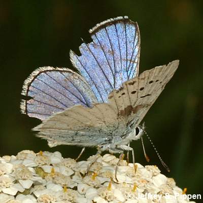Blue Copper (Tharsalea heteronea)