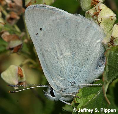 Blue Copper (Tharsalea heteronea)