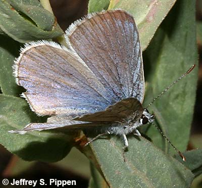 Boisduval's Blue (Plebejus icarioides)