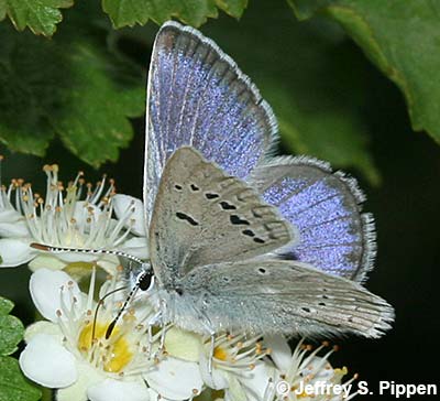 Boisduval's Blue (Plebejus icarioides)