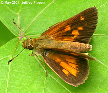 Broad-winged Skipper (Poanes viator)