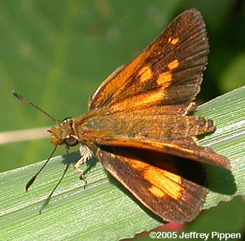 Broad-winged Skipper (Poanes viator)