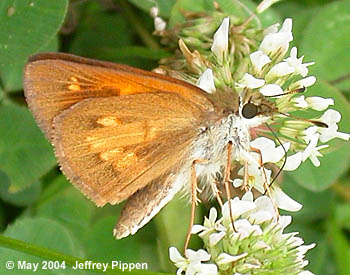 Broad-winged Skipper (Poanes viator)